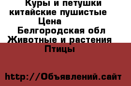 Куры и петушки китайские пушистые  › Цена ­ 500 - Белгородская обл. Животные и растения » Птицы   